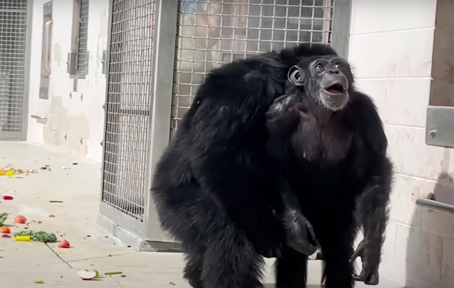 Chimp In Awe When She Sees The Open Sky For The First Time