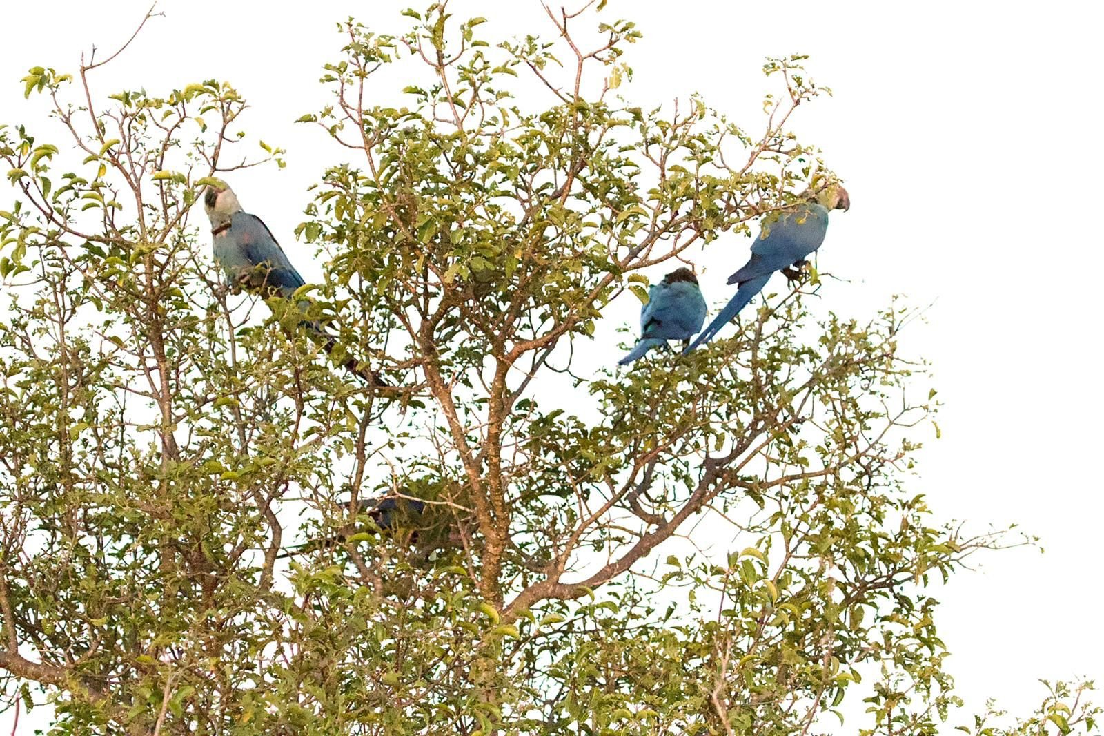 Spix’s macaw—once extinct in the wild—bounces back in Brazil - BrightVibes