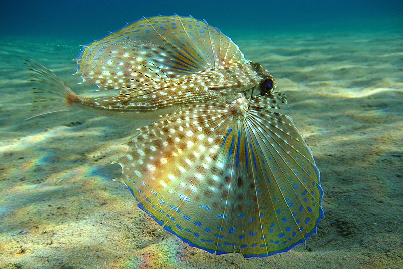 Los animales marinos más impresionantes de las aguas españolas