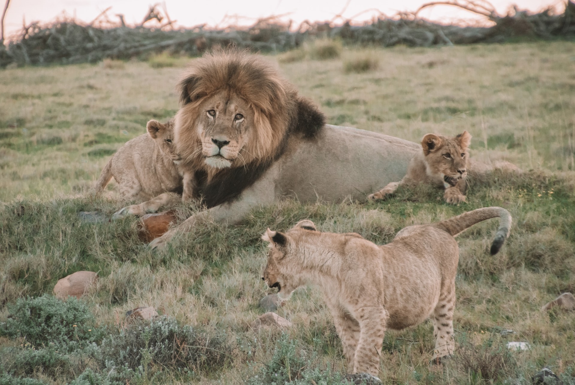Many of these have historically offered canned hunting, lion petting and lion walking experiences.