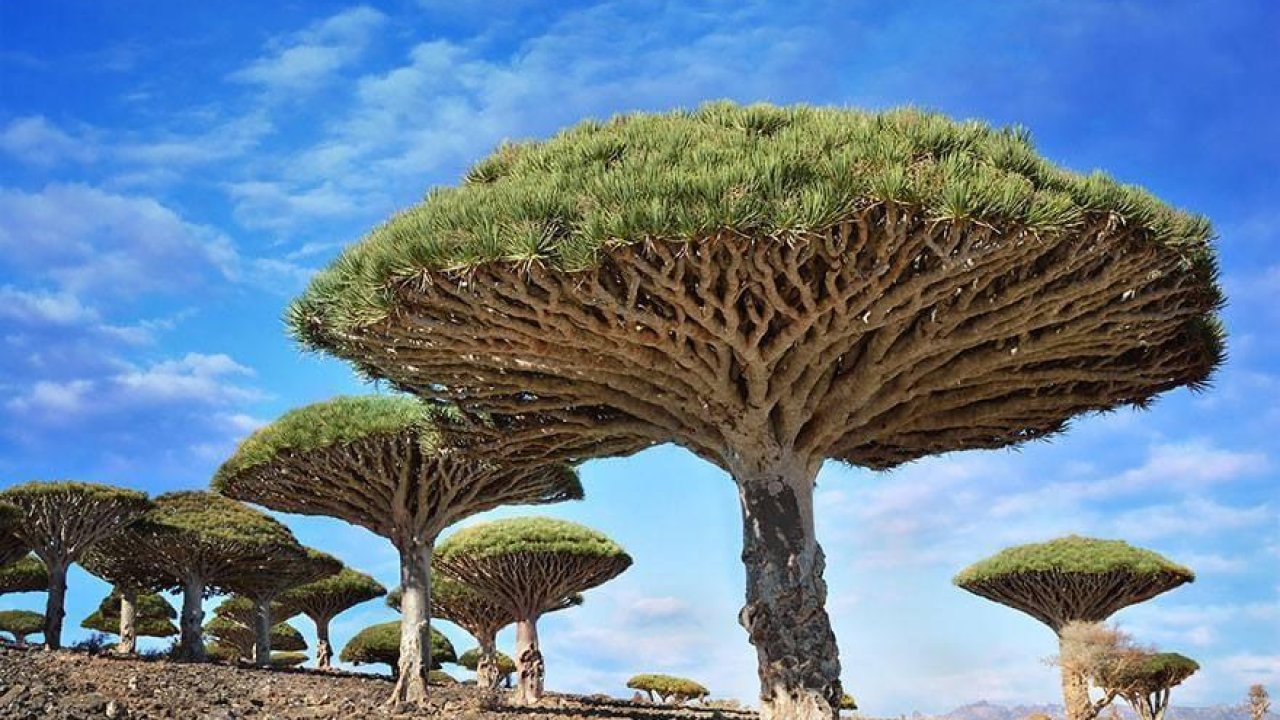 Uitstroom vervorming muziek De 20 meest spectaculaire bomen van over de hele wereld. - BrightVibes