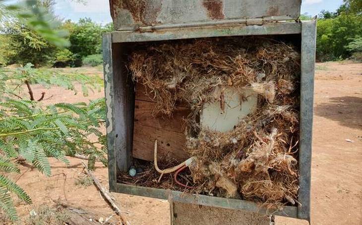He had an arm extended towards the Electricity Board control box in front of his home at Pothakudi village in Sivaganga district, when he saw it: a fluffy nest.