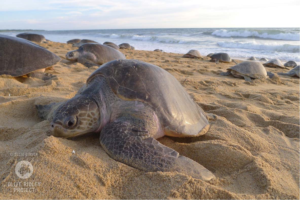 An arribada is a mass-nesting event when thousands of turtles come ashore at the same time to lay eggs on the same beach. More commonly, Olive ridley turtles nest in a dispersed way (individual nesters are not synchronous). In certain places, some females can use both strategies.