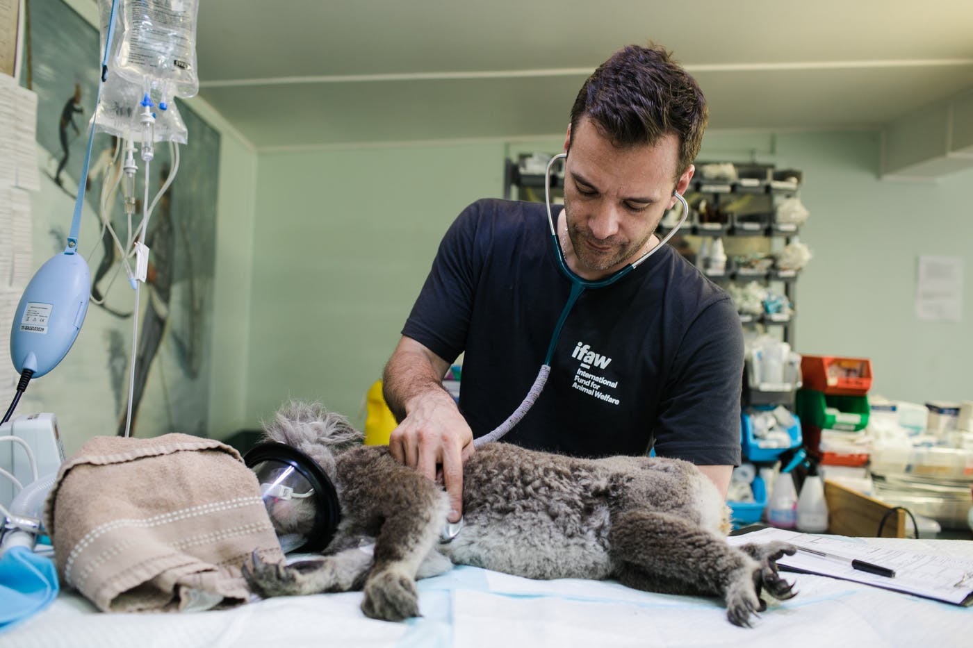From dolphins being released back into the water to a veterinarian treating a sick koala, these authentic images show what it's like to work with the animals who need IFAW’s help, in a range of locations across the globe.