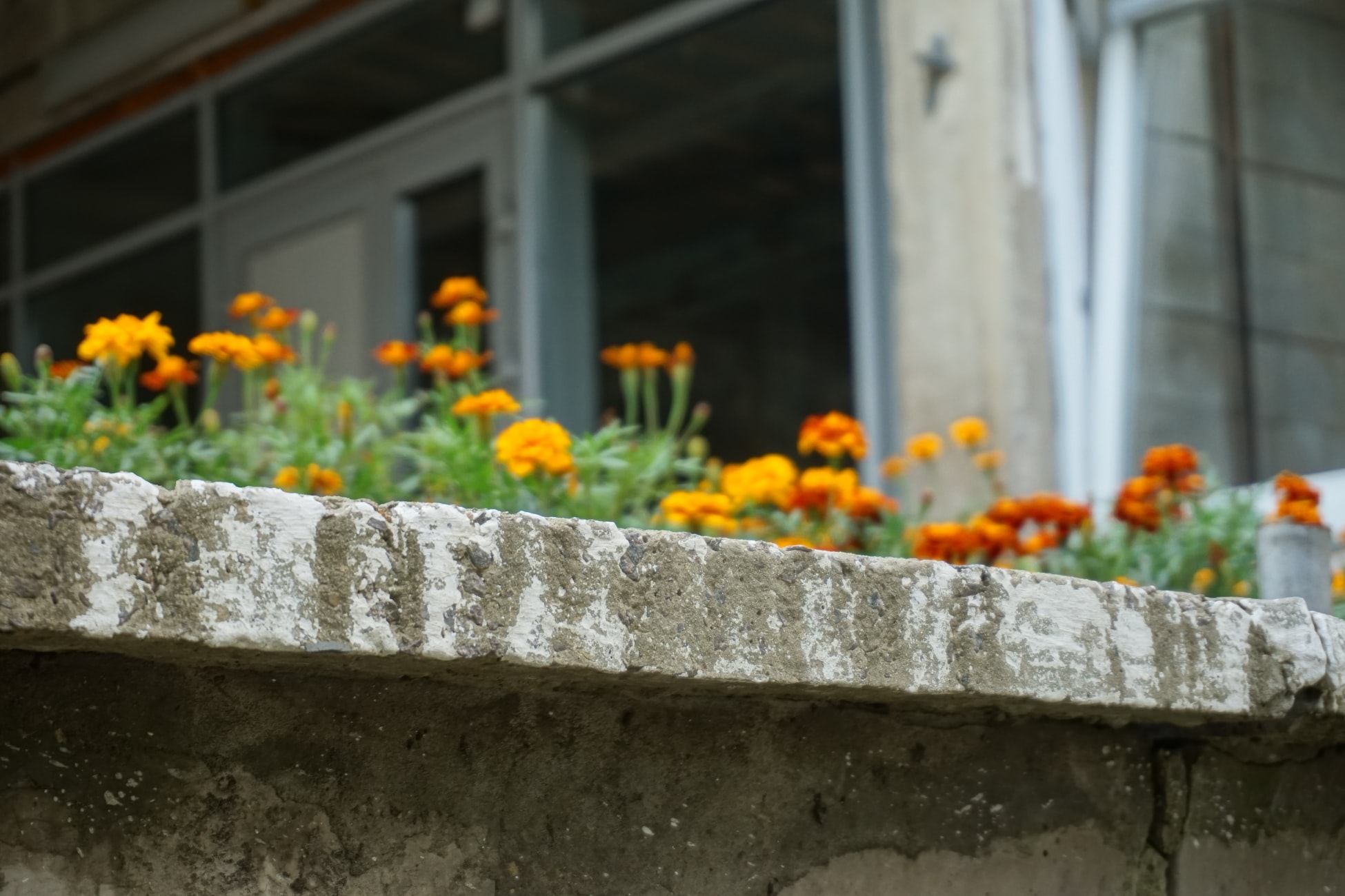 The scent of a marigold will deter plant lice, mosquitoes, and even rabbits. Plant these in flower beds near your front or back doors, or even in your vegetable garden to keep rabbits and mosquitoes from harming your plants.