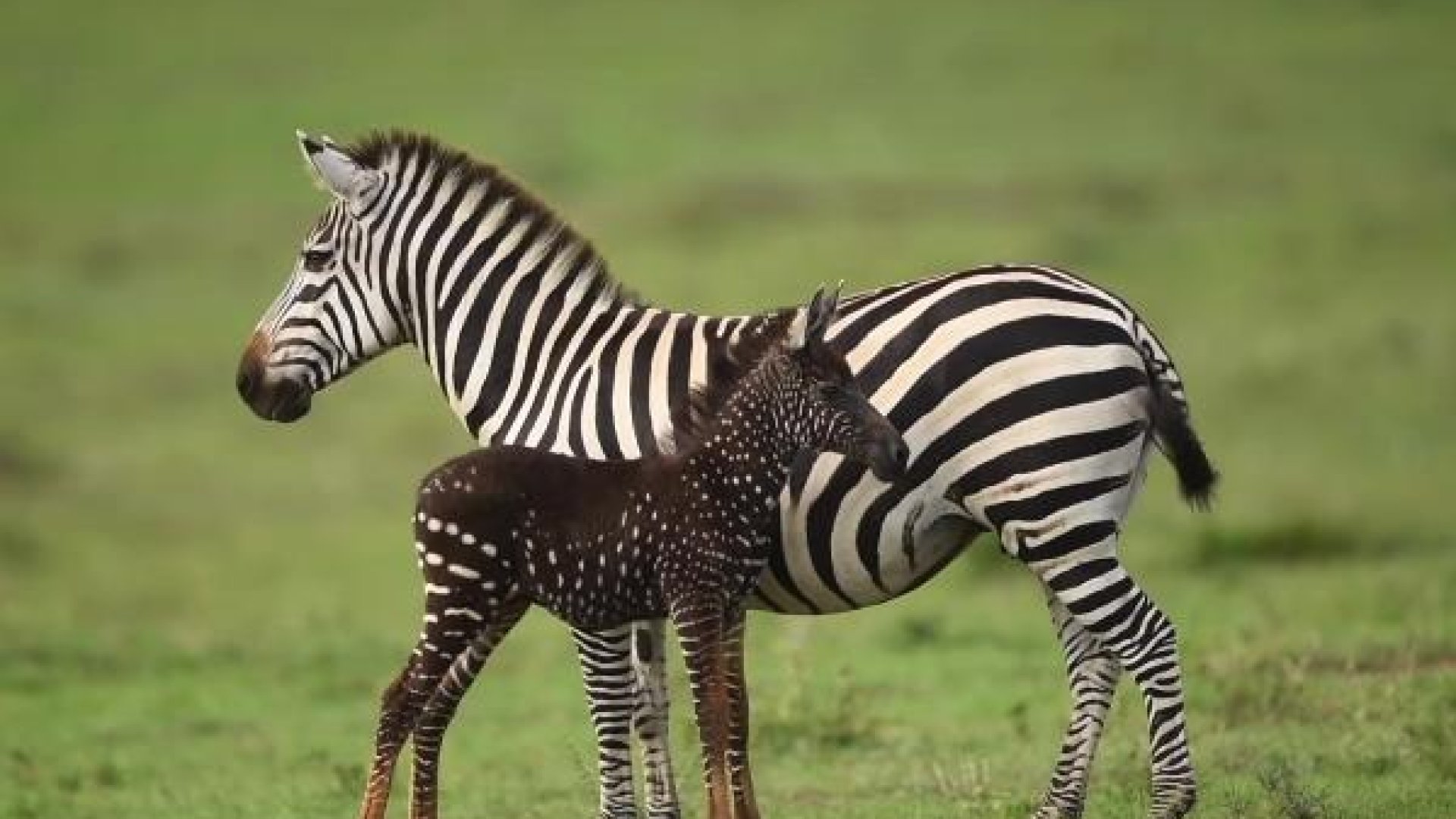 Rare Polka Dotted Zebra Foal “spotted” In Kenya Brightvibes 9643