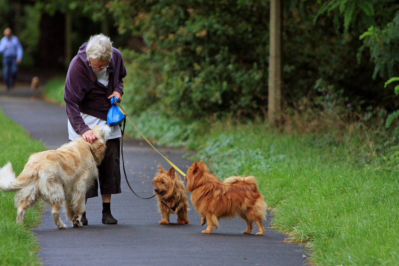 Walking the dog gets you some fresh air, gentle exercise and the opportunity to socialise.