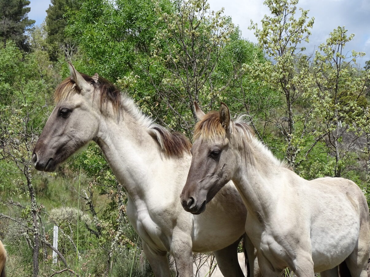 In addition to the Greater Côa Valley, Rewilding Europe has released native horse breeds in the Rhodope Mountains, Danube Delta and Velebit Mountains rewilding areas.