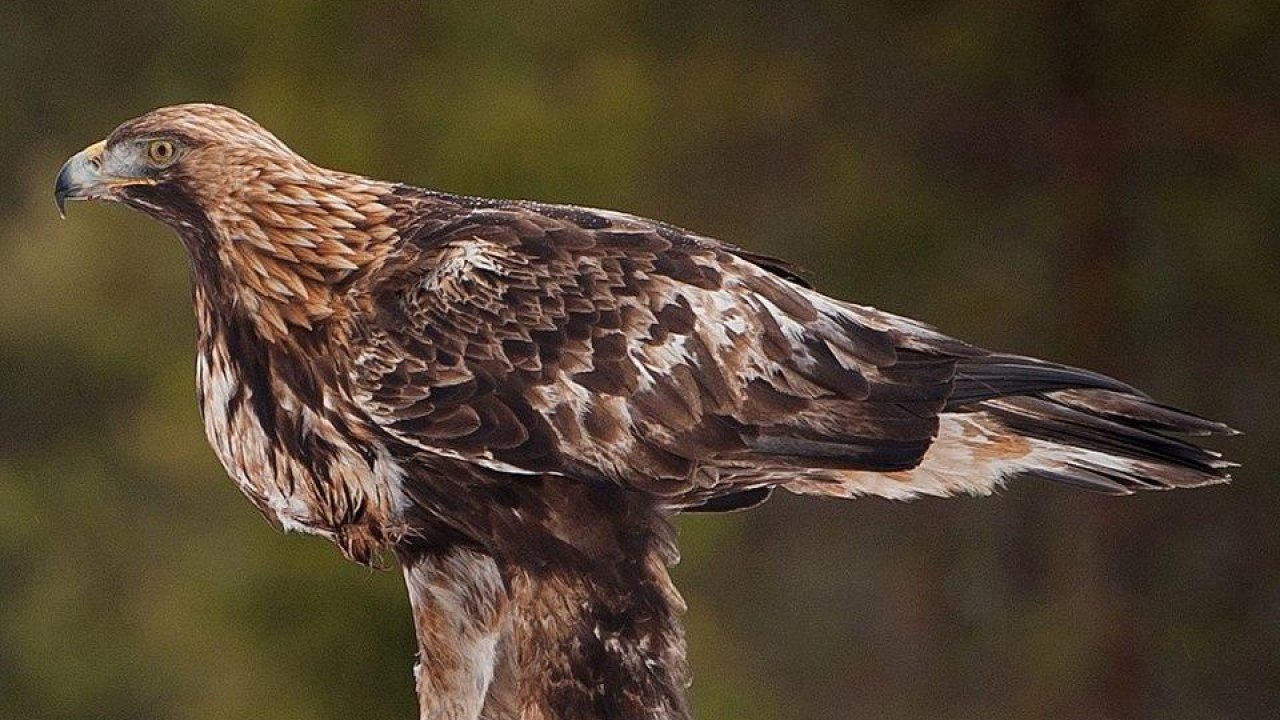 Numerosas Águilas Reales sobrevuelan el sur de Escocia - BrightVibes