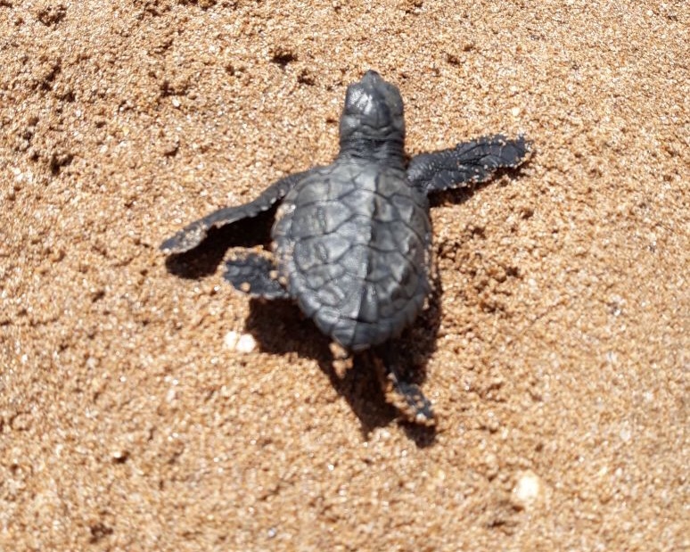 'A historic moment' as Olive Ridley turtle hatchlings emerge on Versova Beach, a coastline once buried under tons of plastic trash. Click link for full story ?