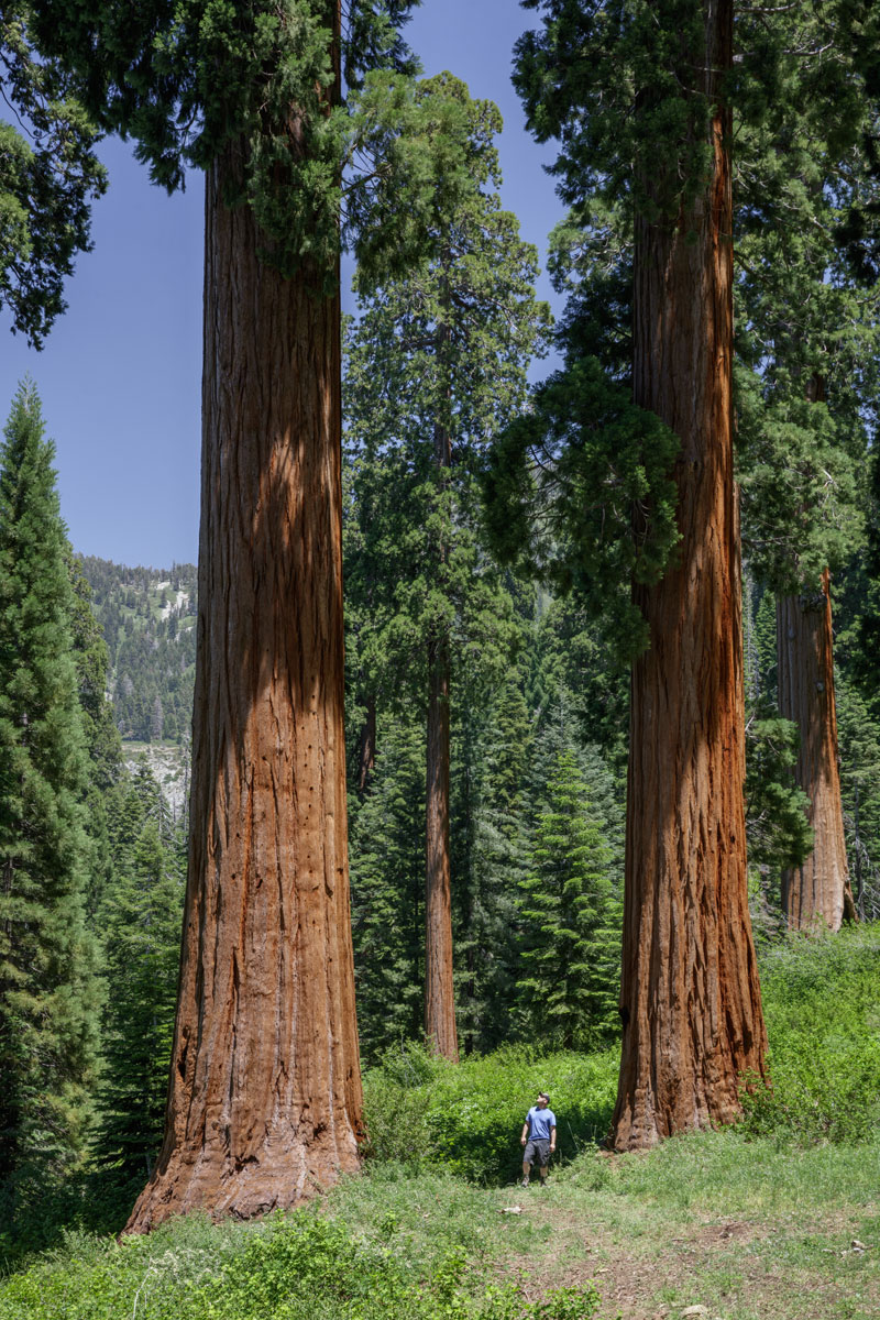 Worlds Largest Privately Owned Giant Sequoia Forest Is Now Protected