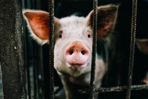 Las normas de la UE sobre el bienestar de los animales de granja necesitan  cambios