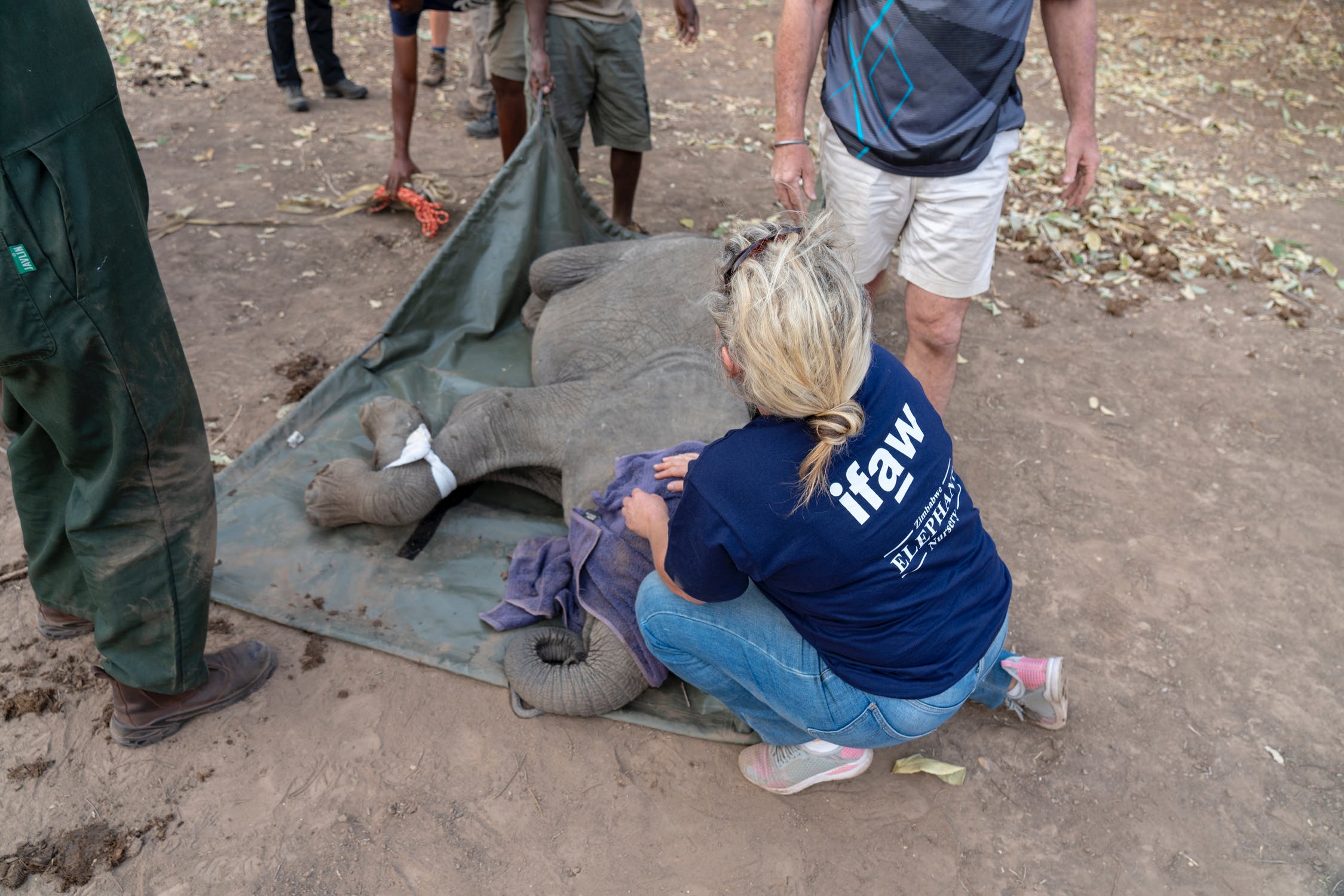 Since 1969, IFAW has provided hands-on assistance to and protection of animals in need, and global leadership on pressing issues impacting their health, well-being and survival.