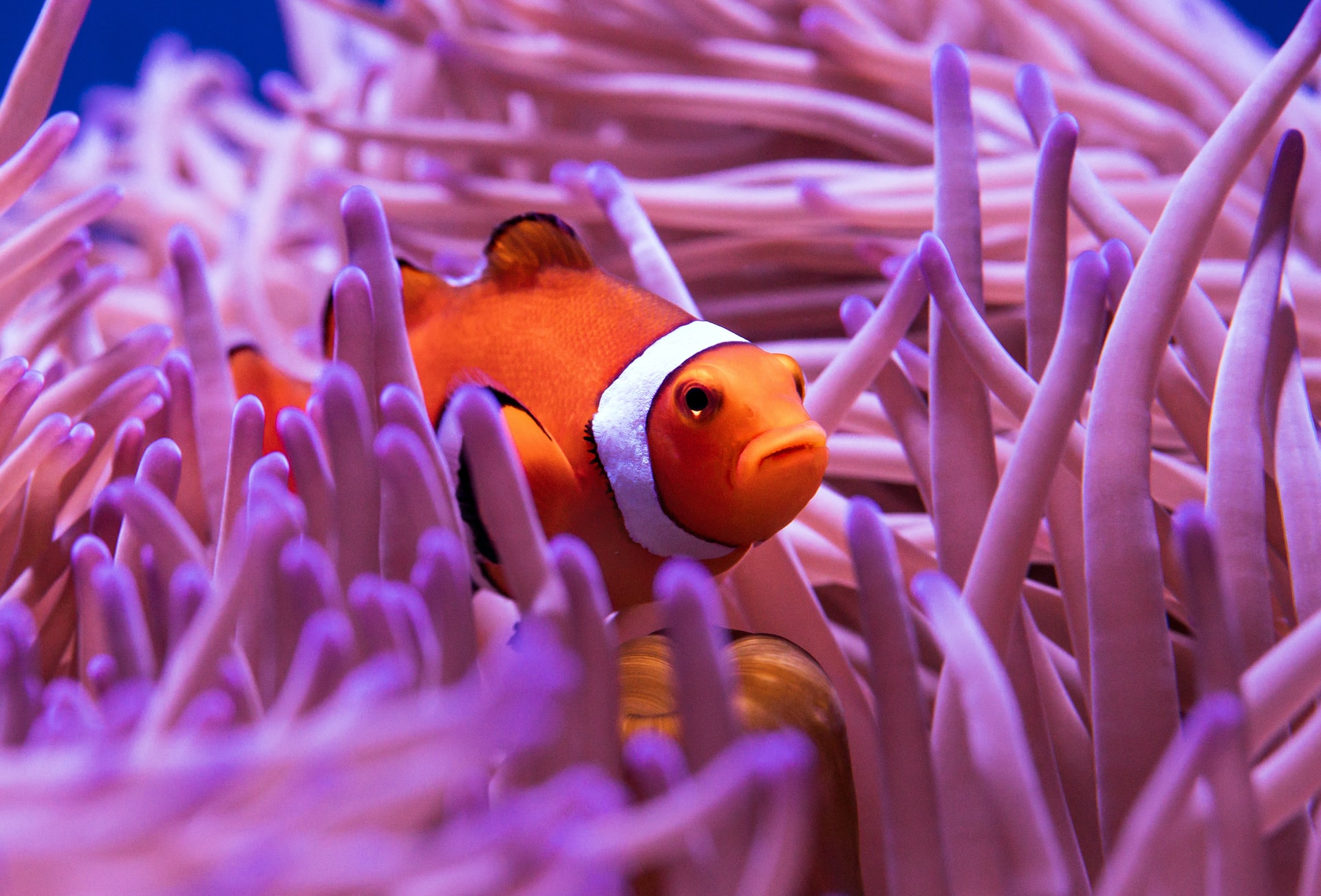 Coral make up less than 1% of the ocean but are home to 25% of the world’s marine life!