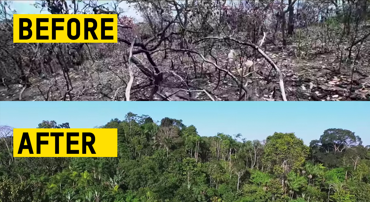 How one man transformed 500 hectares of degraded land in Brazil into a ...