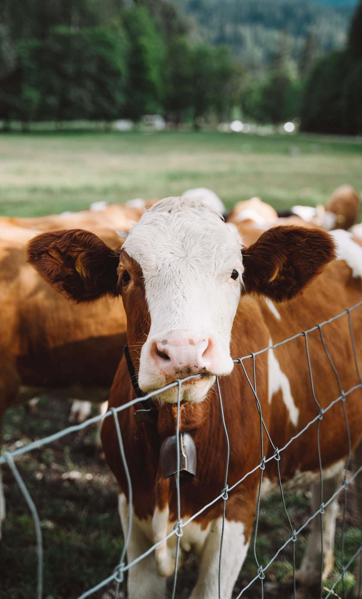 Of the 70 billion animals farmed annually around the world, approximately 50 billion of them are factory farmed. Clean meat has the potential to end the suffering of billions of farm animals every year.